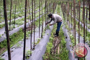 Wujud Sumpah Pemuda, pilih produk sayur lokal daripada impor