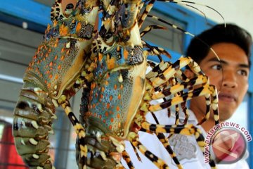 Panen Rupiah dari benih lobster