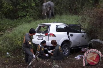 Mobil tabrak gajah di Thailand tewaskan enam orang