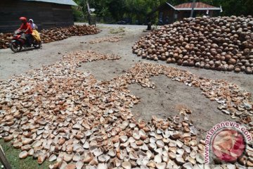 Pemerintah diharapkan perkuat produksi kelapa