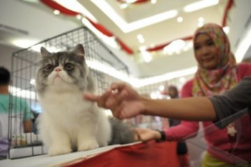 Kompetisi Kucing