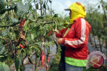 Kemarau petani cabai Indramayu gagal panen