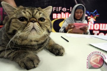 Cara berkenalan yang benar dengan kucing