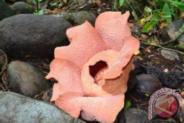 Rafflesia bengkuluensis
