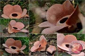 Rafflesia bengkuluensis