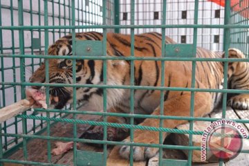 Harimau sumatera korban jerat pemburu membaik