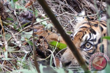 Harimau sumatera tersisa 17 di Bengkulu