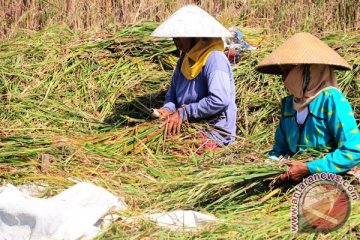 Indonesia mampu berswasembada beras lagi