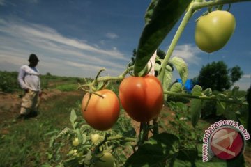 Konsumsi tomat bisa cegah kanker prostat