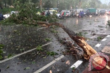 Pohon dan bangunan roboh saat Kota Surabaya diterjang hujan dan angin kencang