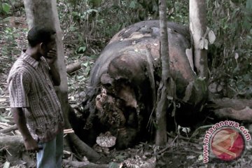 Gajah Riau mati diduga ditembak pemburu