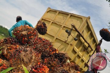 Pendapatan petani sawit Mamuju tembus Rp47 juta