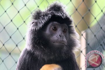 Lutung Jawa langka lahir di Bali Zoo