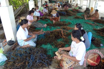 Ini inovasi budidaya rumput laut di tambak ikan, udang