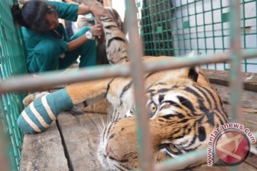 Operasi kaki harimau