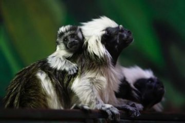 Empat monyet langka dicuri dari kebun binatang Inggris ditemukan