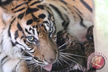 Polda Jambi ungkap lima kasus perdangan kulit harimau