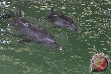 Lumba-lumba muncul lagi di Pulau Pangkep