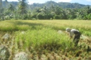 Sisa Hama Tikus