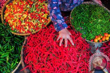 Stok cabai di Manado melimpah