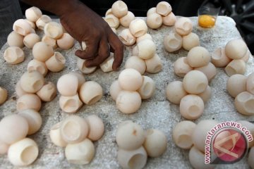 Ratusan telur penyu yang akan dijual diamankan di Jember