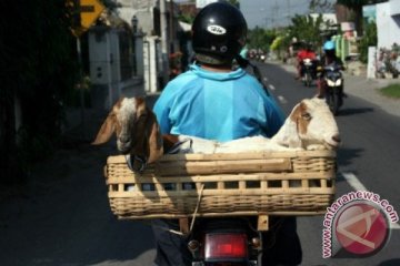 Ratusan pelajar Purwakarta telah memiliki hewan ternak program Budak Angon