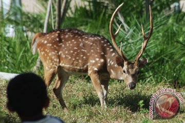 Dua rusa di Kantor Gubernur Gorontalo mati