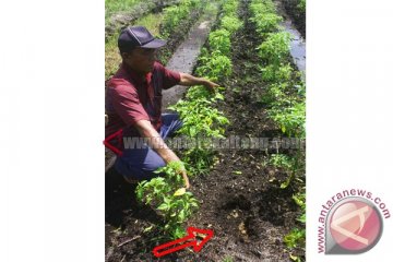 Jejak Telapak Kaki Misterius