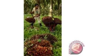 PRODUKSI KELAPA SAWIT SULSEL