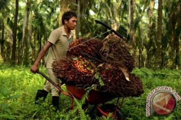 PRODUKSI KELAPA SAWIT SULSEL