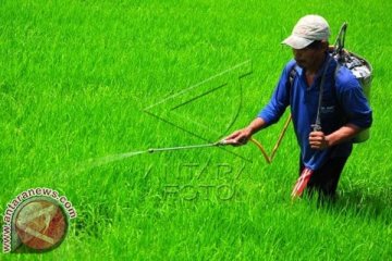 Nilai tukar petani naik 0,25 persen pada November 2019