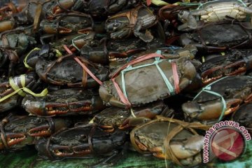 Menteri Susi: Warga Kamoro lindungi kepiting bakau