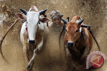 Anggota DPR nilai "Pacu Jawi" perlu dilestarikan