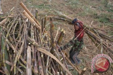 Petani Jember keluhkan rendahnya rendemen tebu