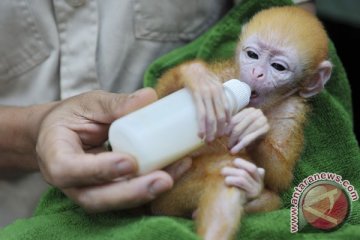 Koleksi lutung jawa Gembira Loka Zoo bertambah