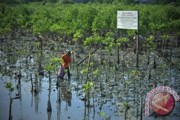 Hampir 40 persen hutan mangrove Indonesia rusak