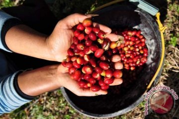 Petani Sumut keluhkan harga kopi turun