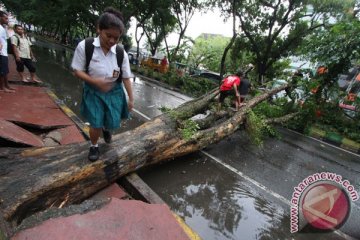 Pohon tumbang timpa rumah warga Mukomuko