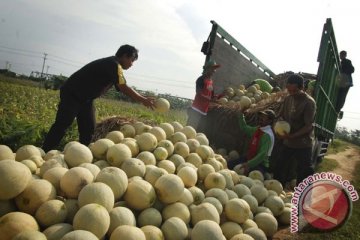 Kemarau basah petani melon merugi di Indramayu