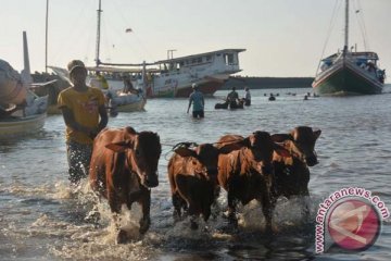 Pemkab Pamekasan bangun pelabuhan khusus kapal ternak