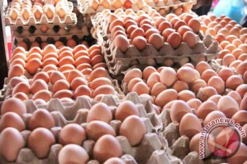 20.000 telur tercemar fipronil ditemukan di Polandia
