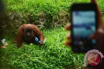 Ragunan pada tahun baru didatangi lebih dari 100 ribu pengunjung