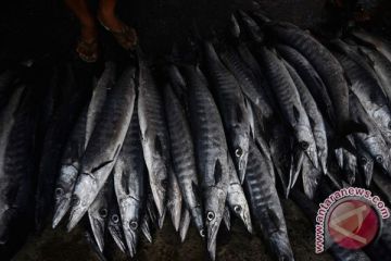 HARGA IKAN NAIK
