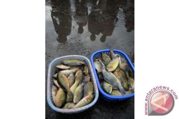 HARGA IKAN NAIK