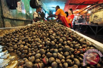 Usaha budidaya kerang semakin diminati