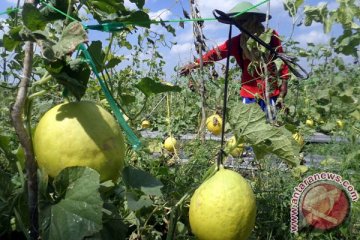 Kementan gelar jambore melon di Banyuwangi