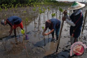 Pemkab Tangerang tanam 3.000 mangrove antisipasi abrasi
