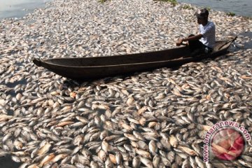 Jutaan ikan mati cemari Sungai Riam Kanan