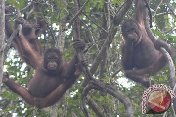 Bridgestone lanjutkan bantuan untuk pelestarian orangutan