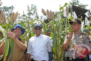 Beribu keruwetan untuk 8.000 hektar lahan